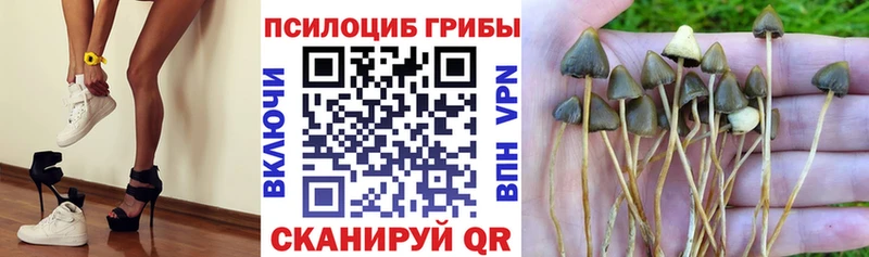 Купить где  Мамоново  Галлюциногенные грибы GOLDEN TEACHER 